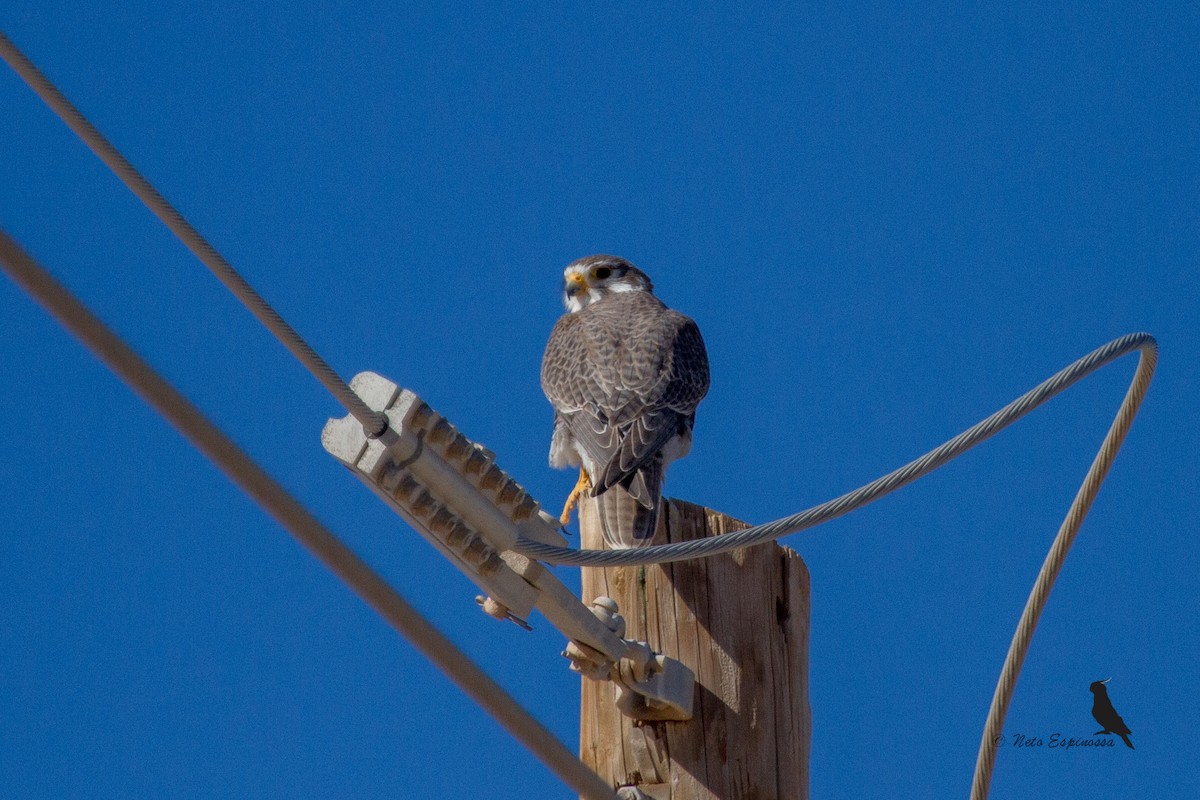 Prairie Falcon - Neto Espinossa