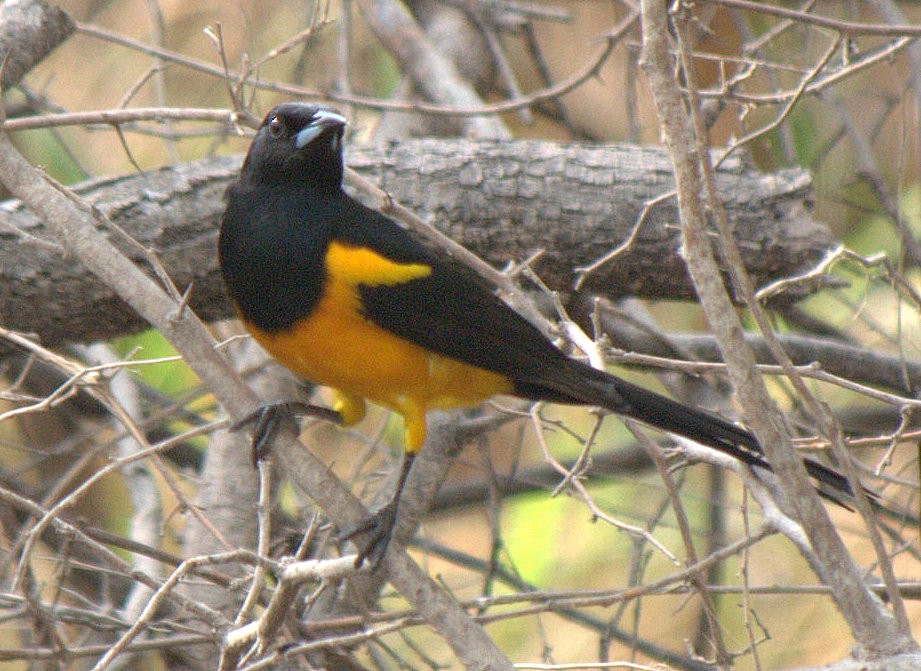 Black-vented Oriole - Kenneth Trease