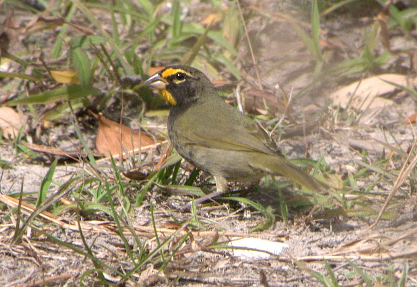 Yellow-faced Grassquit - Kenneth Trease