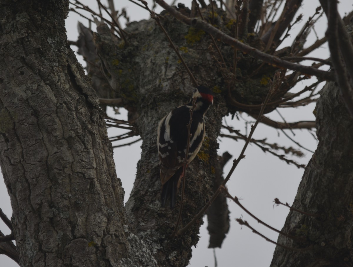 Great Spotted Woodpecker (Atlas) - ML139180921