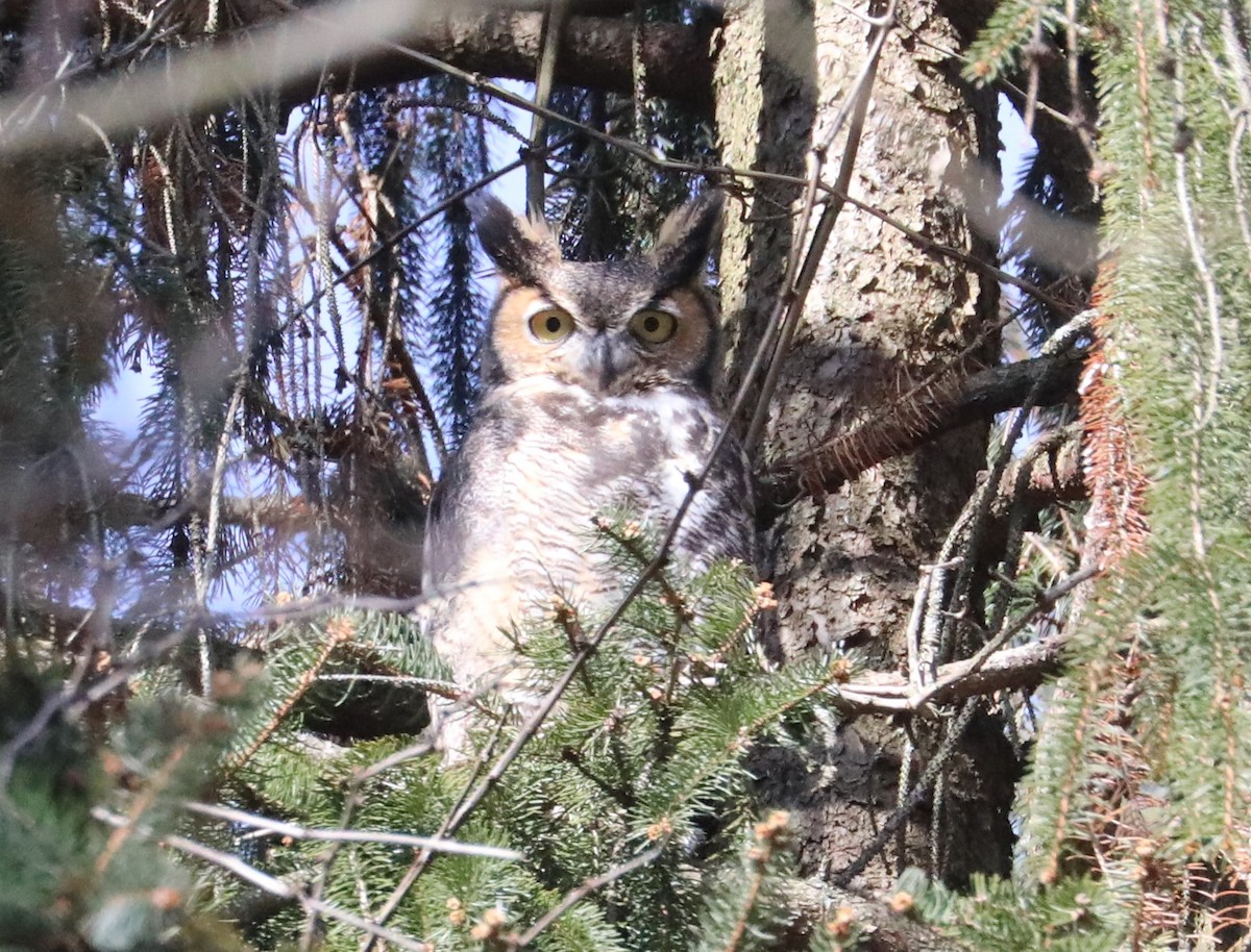 Great Horned Owl - Longwood Gardens Data