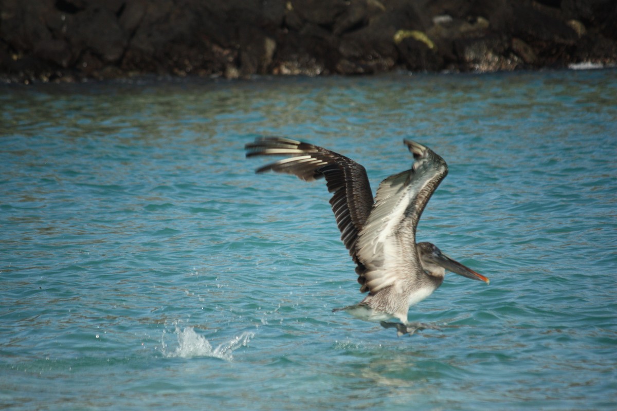 Brown Pelican (Galapagos) - ML139182431