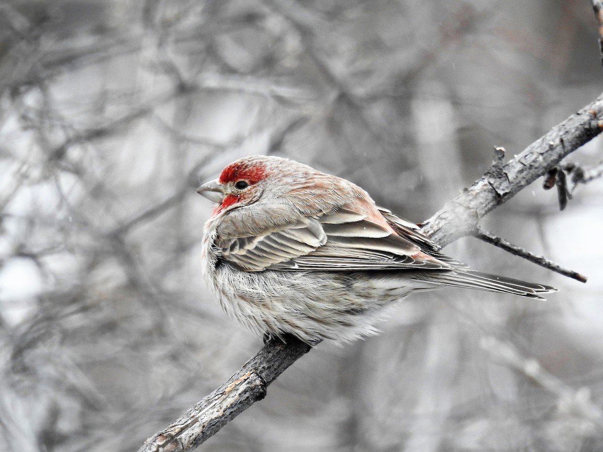 House Finch - Tina Toth