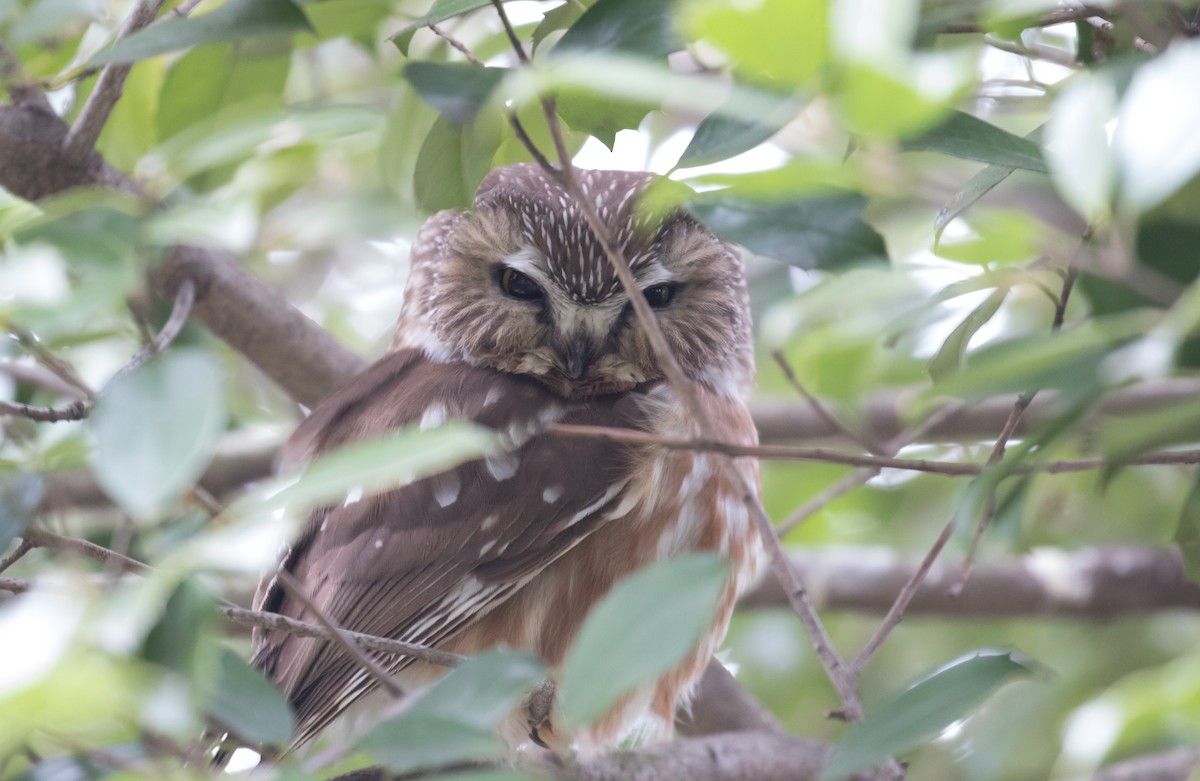 Northern Saw-whet Owl - 🕊️ Newton st Loe Birding 🕊️