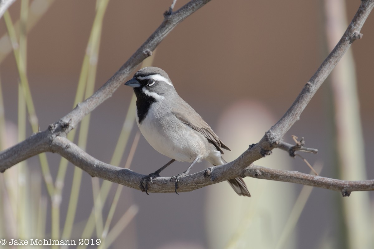 Black-throated Sparrow - Jake Mohlmann