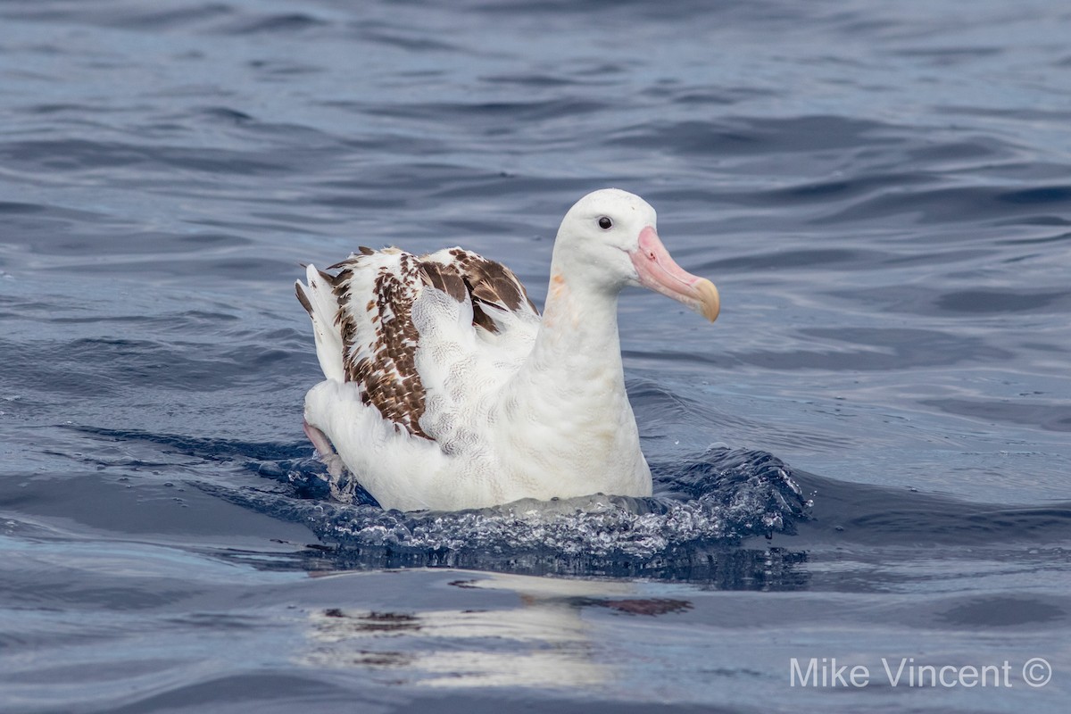 Antipodean Albatross (Gibson's) - Mike Vincent