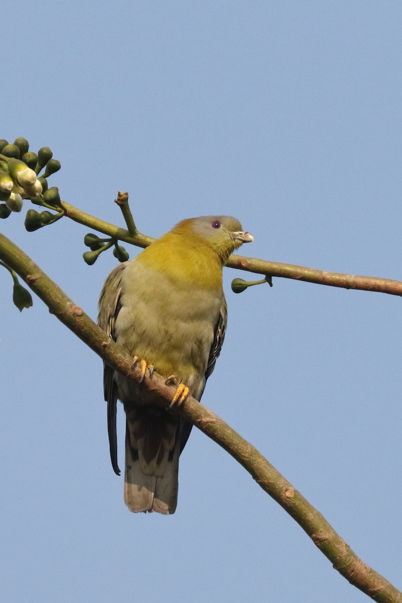 Yellow-footed Green-Pigeon - ML139189521