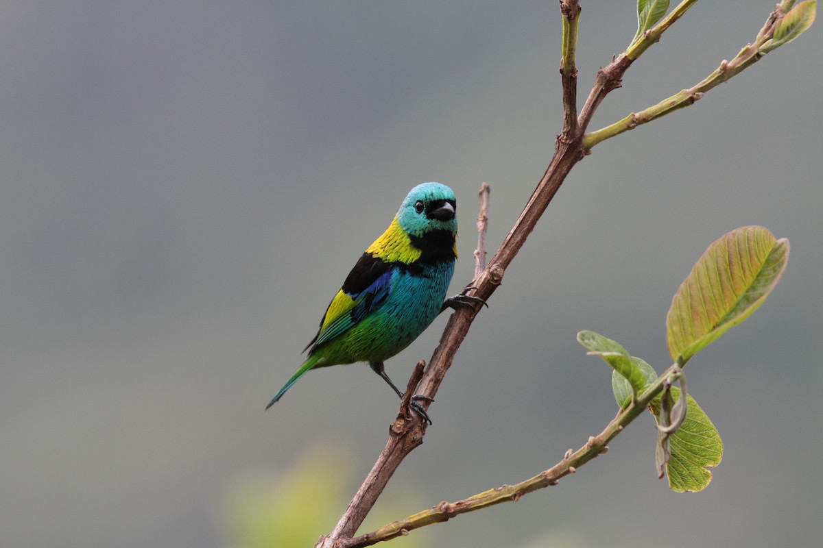 Green-headed Tanager - ML139192351