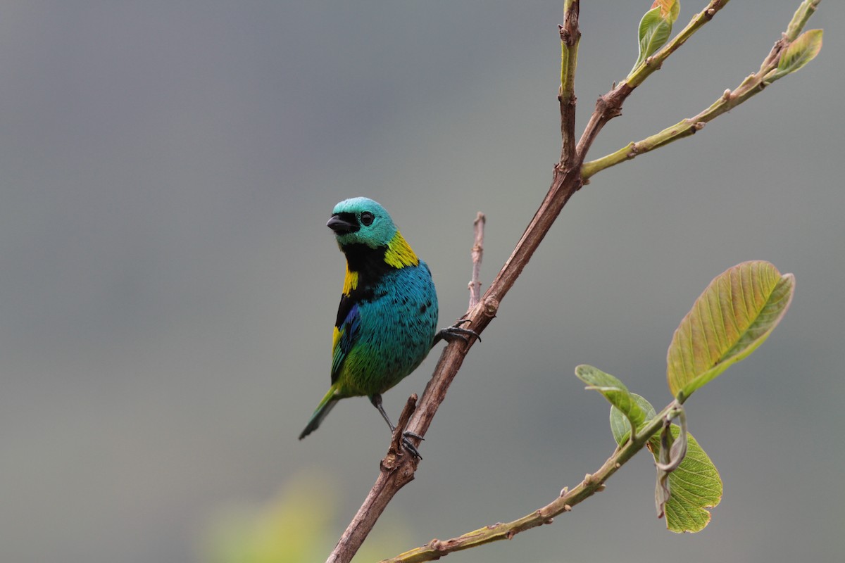 Green-headed Tanager - ML139192401