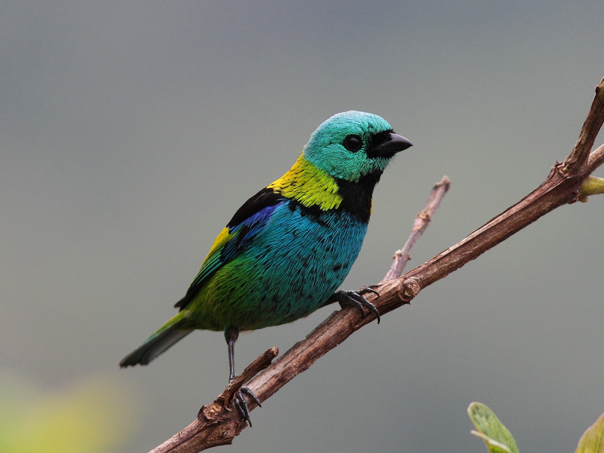 Green-headed Tanager - ML139192441