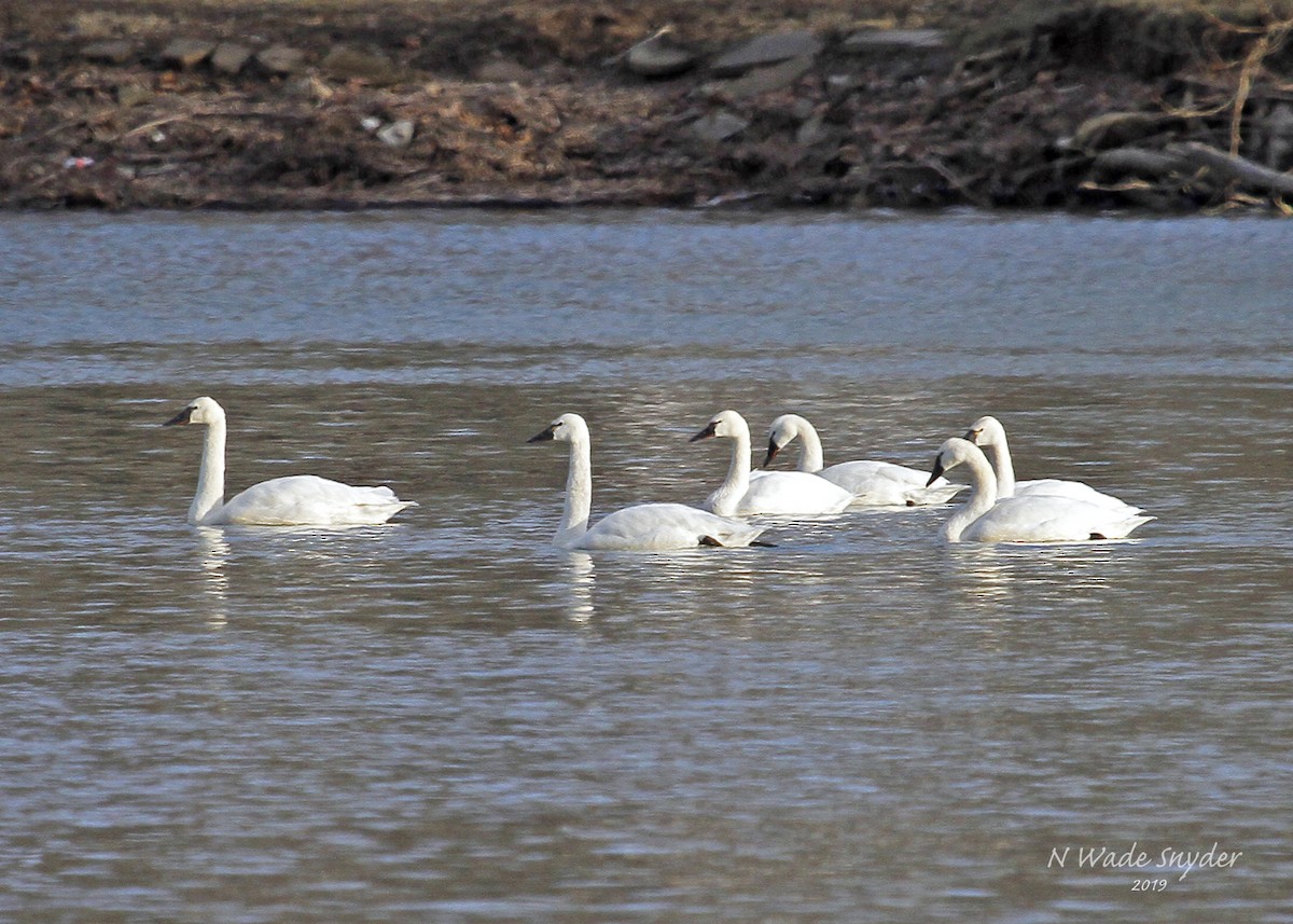 Tundra Swan - N. Wade Snyder