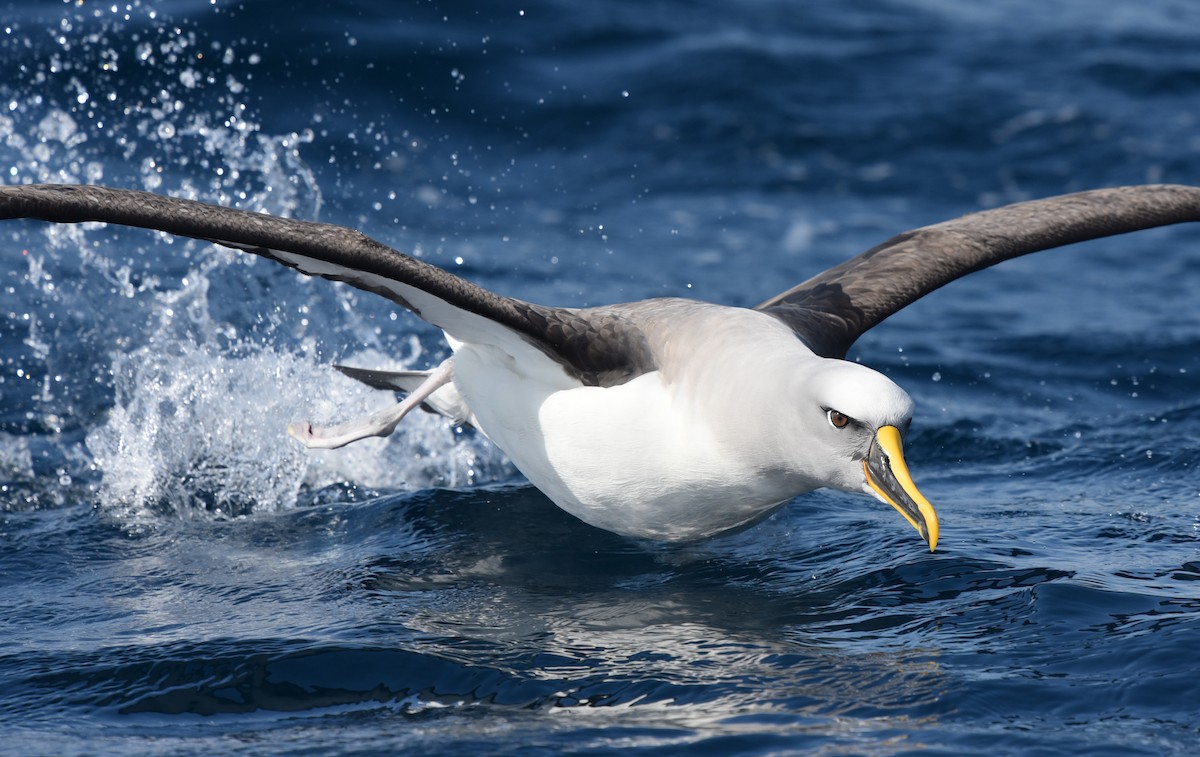 Buller's Albatross - Bruce Wedderburn