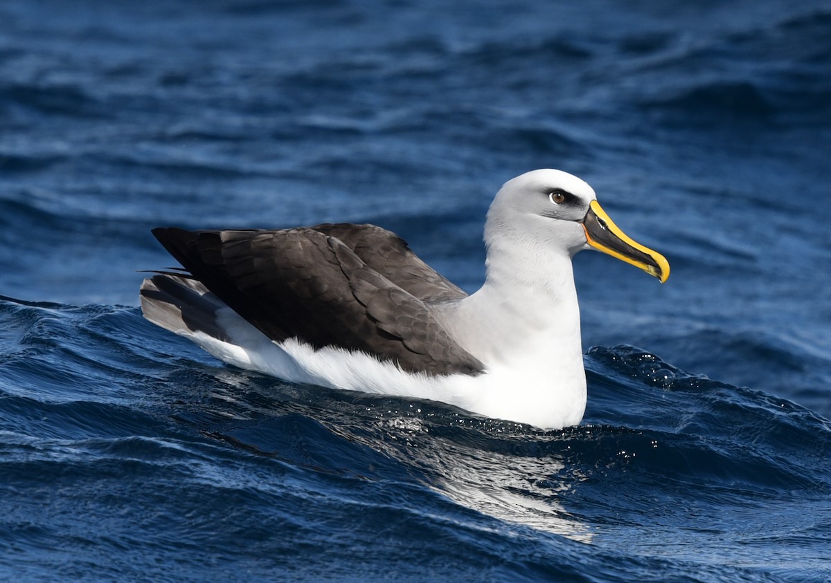 Buller's Albatross - Bruce Wedderburn