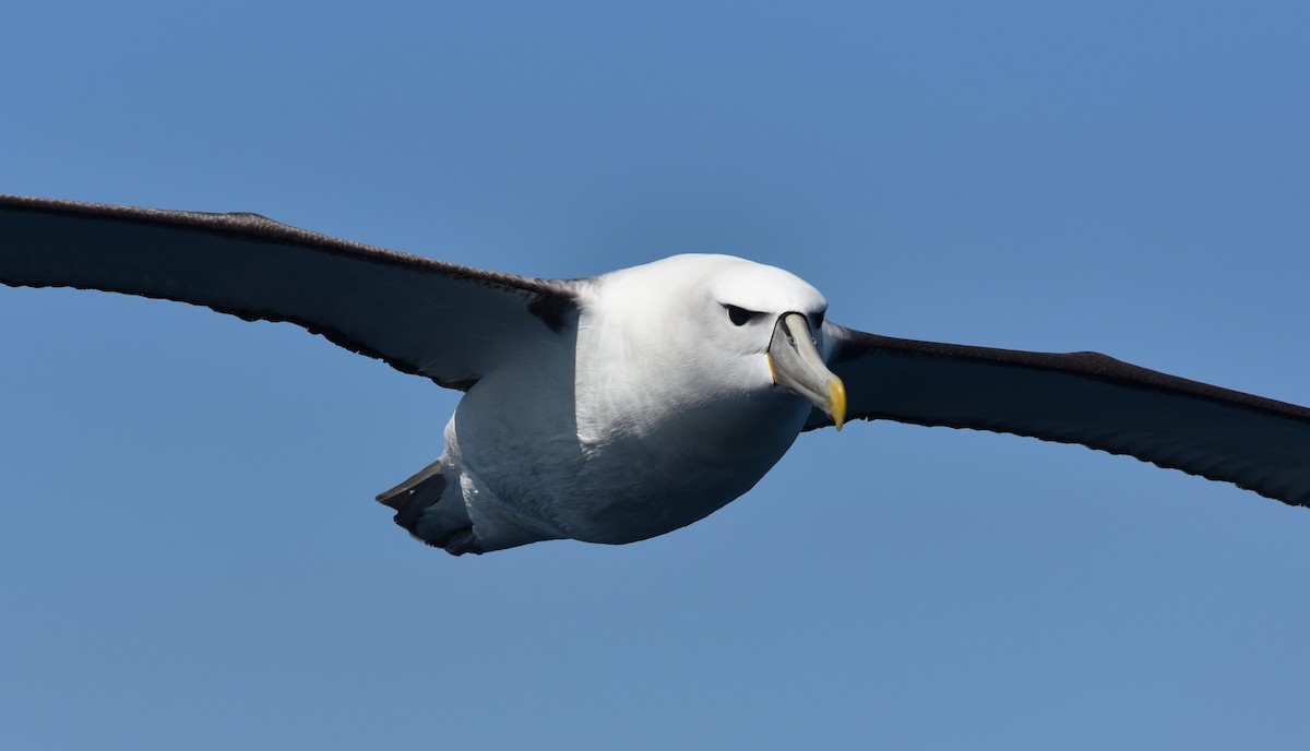 White-capped Albatross - Bruce Wedderburn