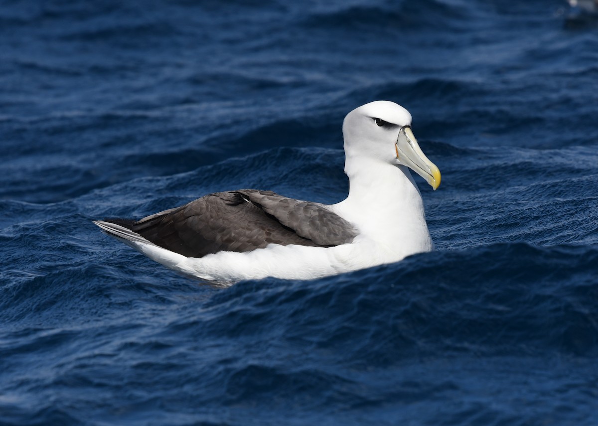 White-capped Albatross - Bruce Wedderburn