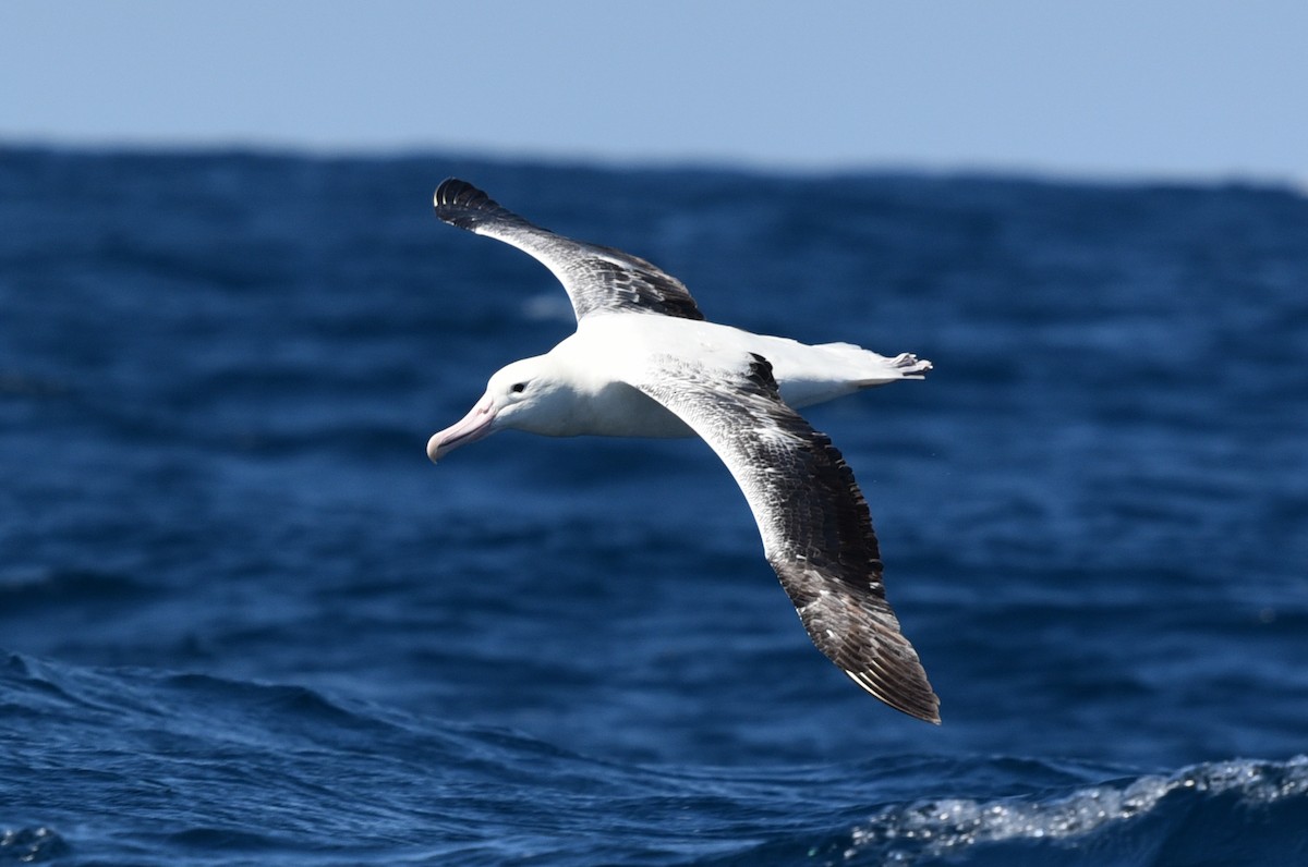 Southern Royal Albatross - Bruce Wedderburn