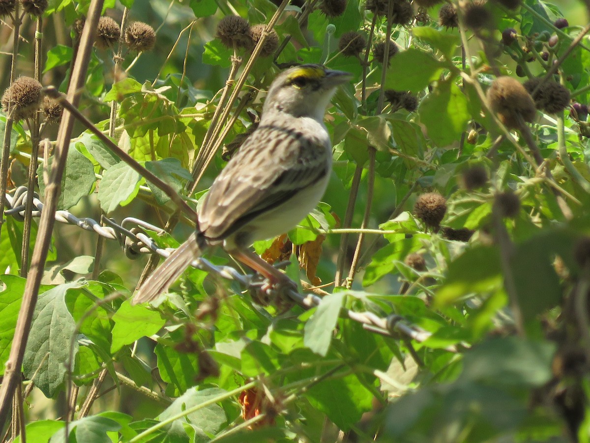 Yellow-browed Sparrow - Bryant Olsen