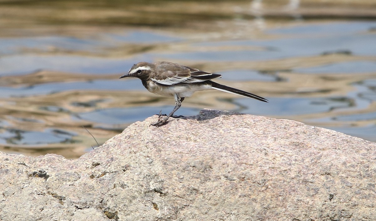 White-browed Wagtail - ML139199131