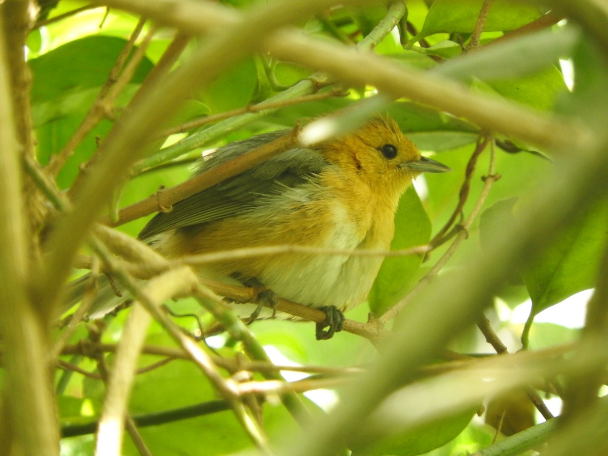 Rufous-chested Tanager - Agustin Carrasco