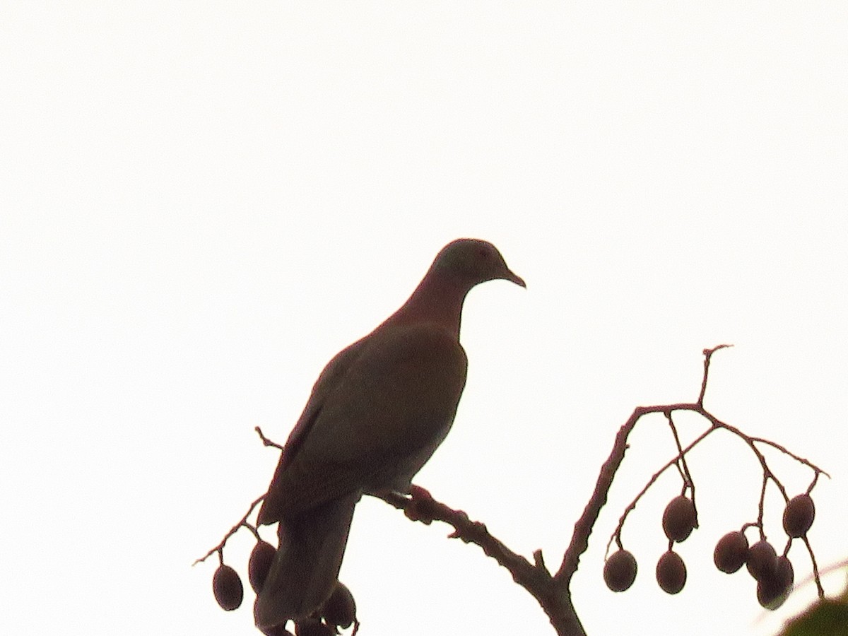 Pale-vented Pigeon - ML139201041