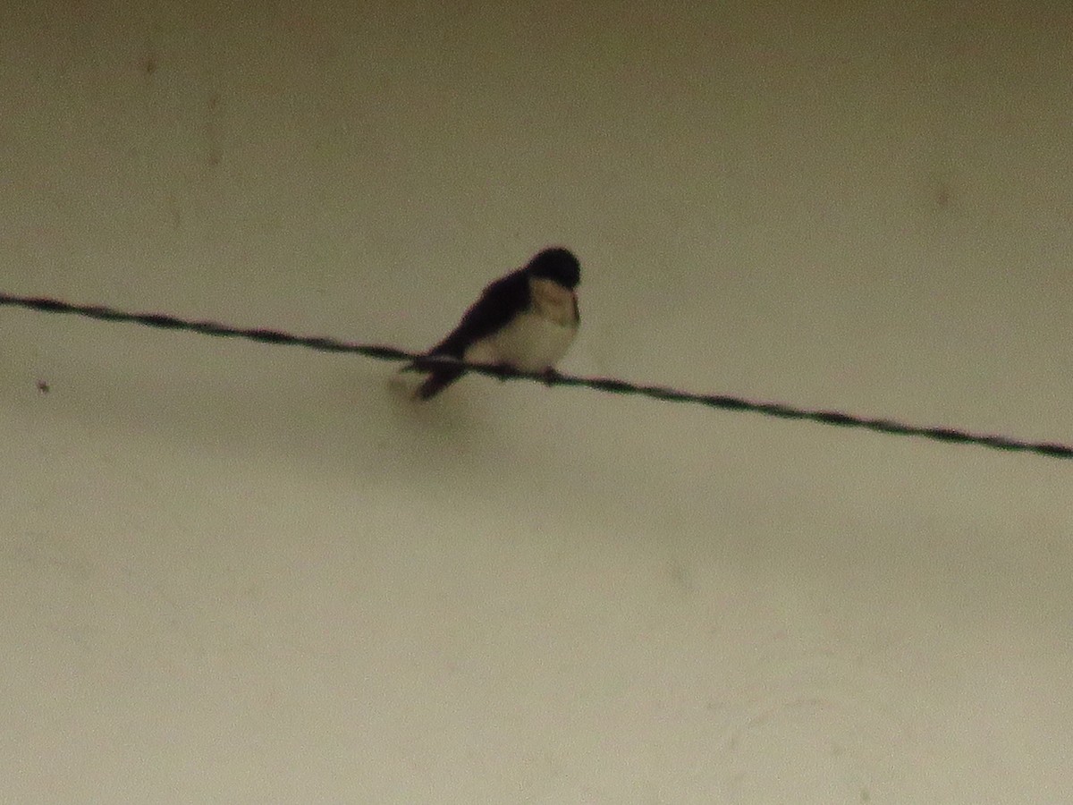 Blue-and-white Swallow - ML139201281