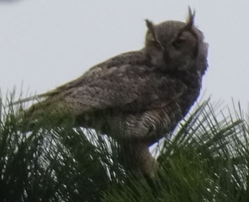 Great Horned Owl - ML139201431