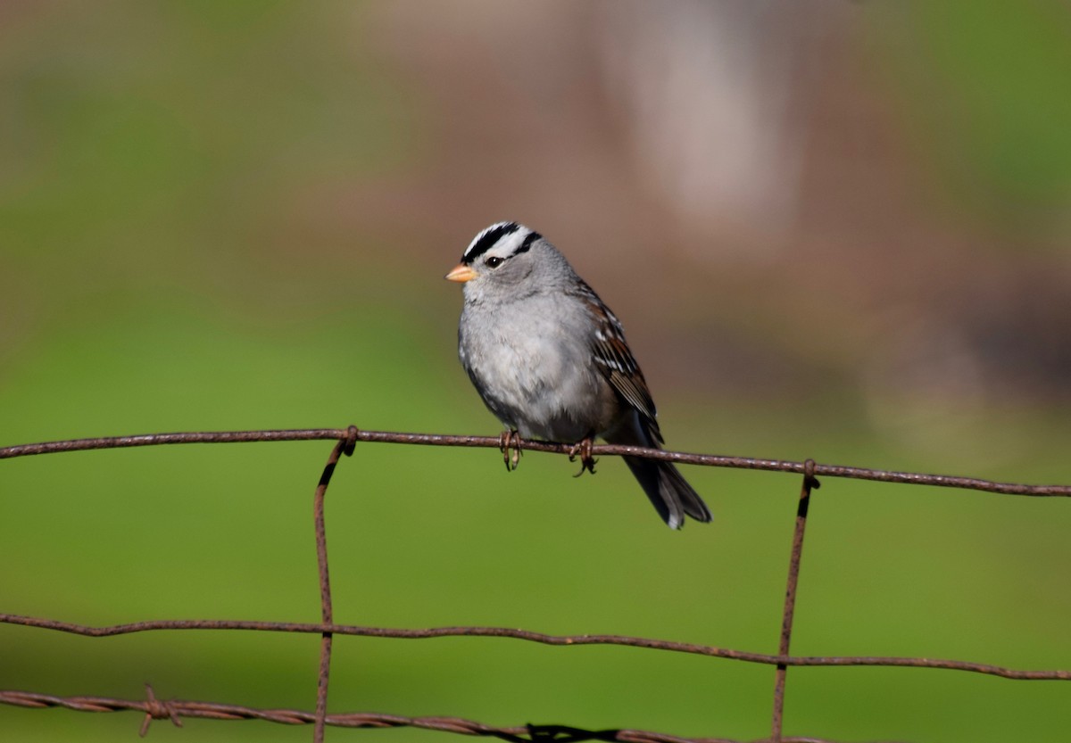 White-crowned Sparrow - Asher Perla