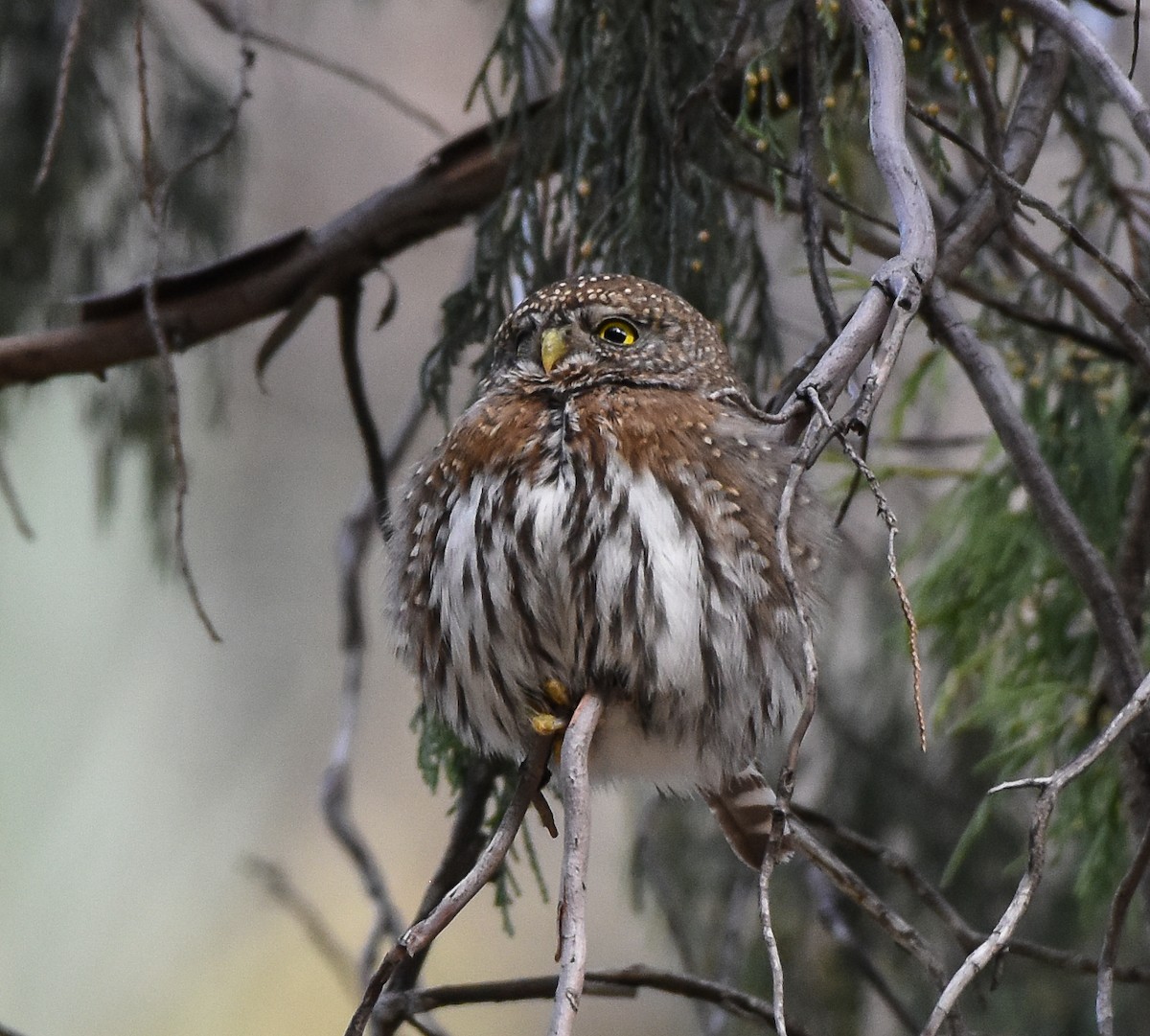 Northern Pygmy-Owl - Mauricio López