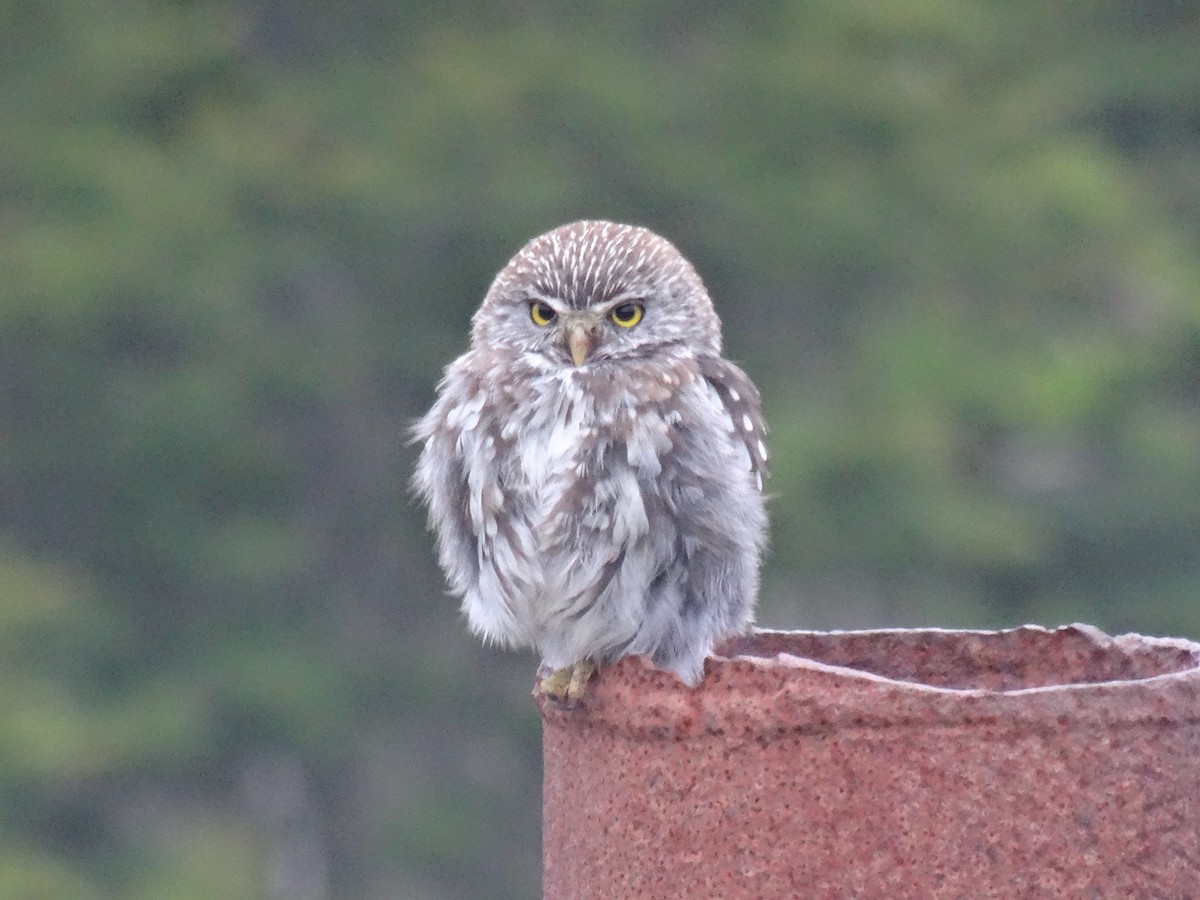 Austral Pygmy-Owl - ML139203521