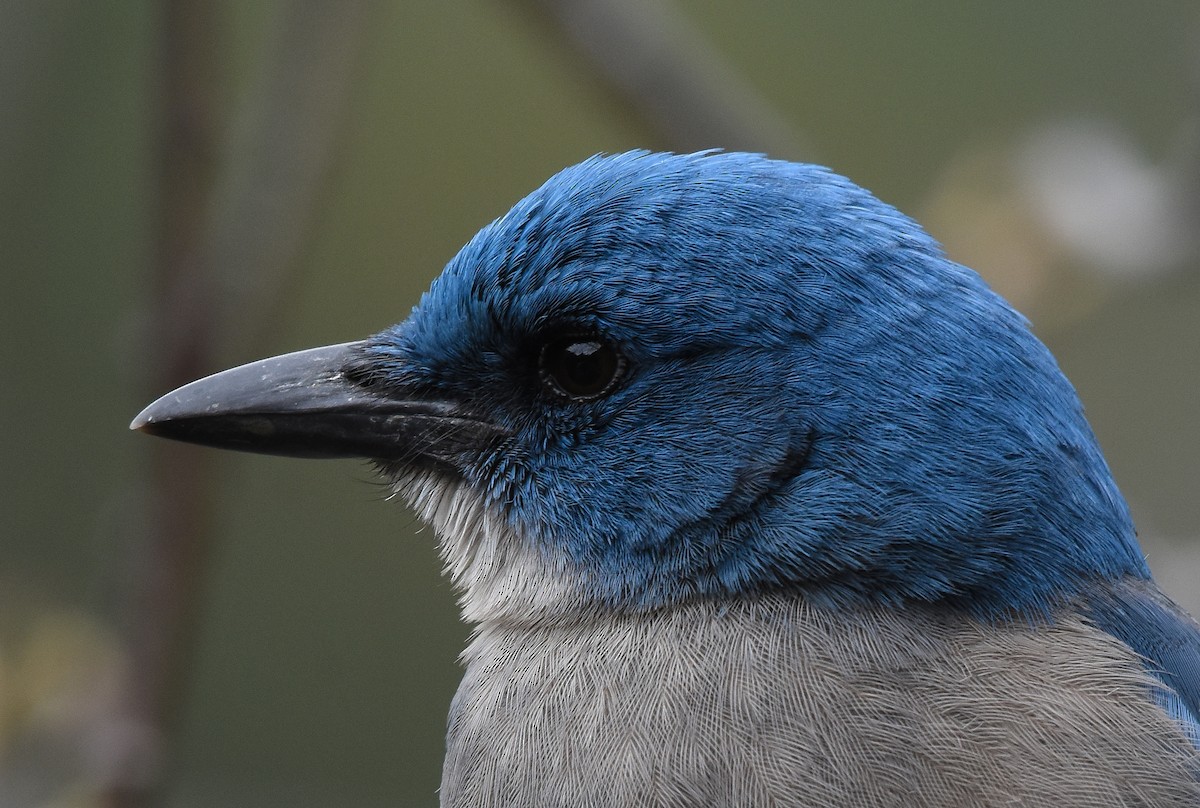 Mexican Jay - ML139204741