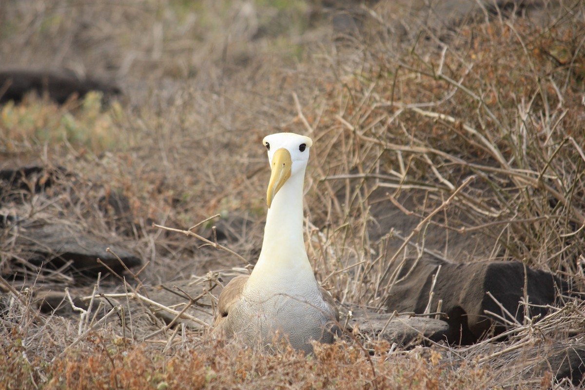 Waved Albatross - Gordon Lam