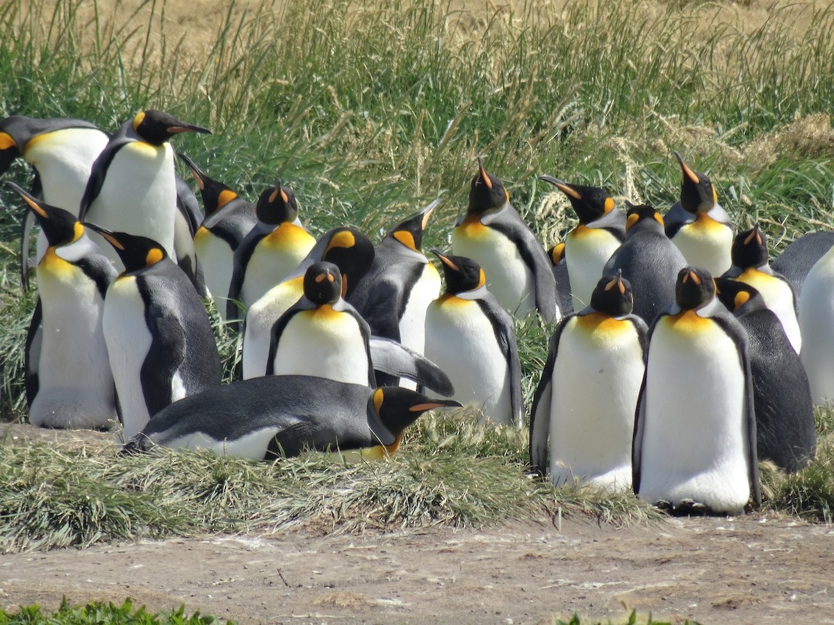tučňák patagonský - ML139205161