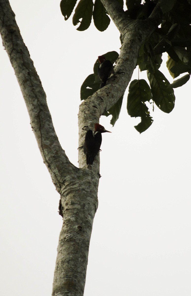 Crimson-crested Woodpecker - ML139208441