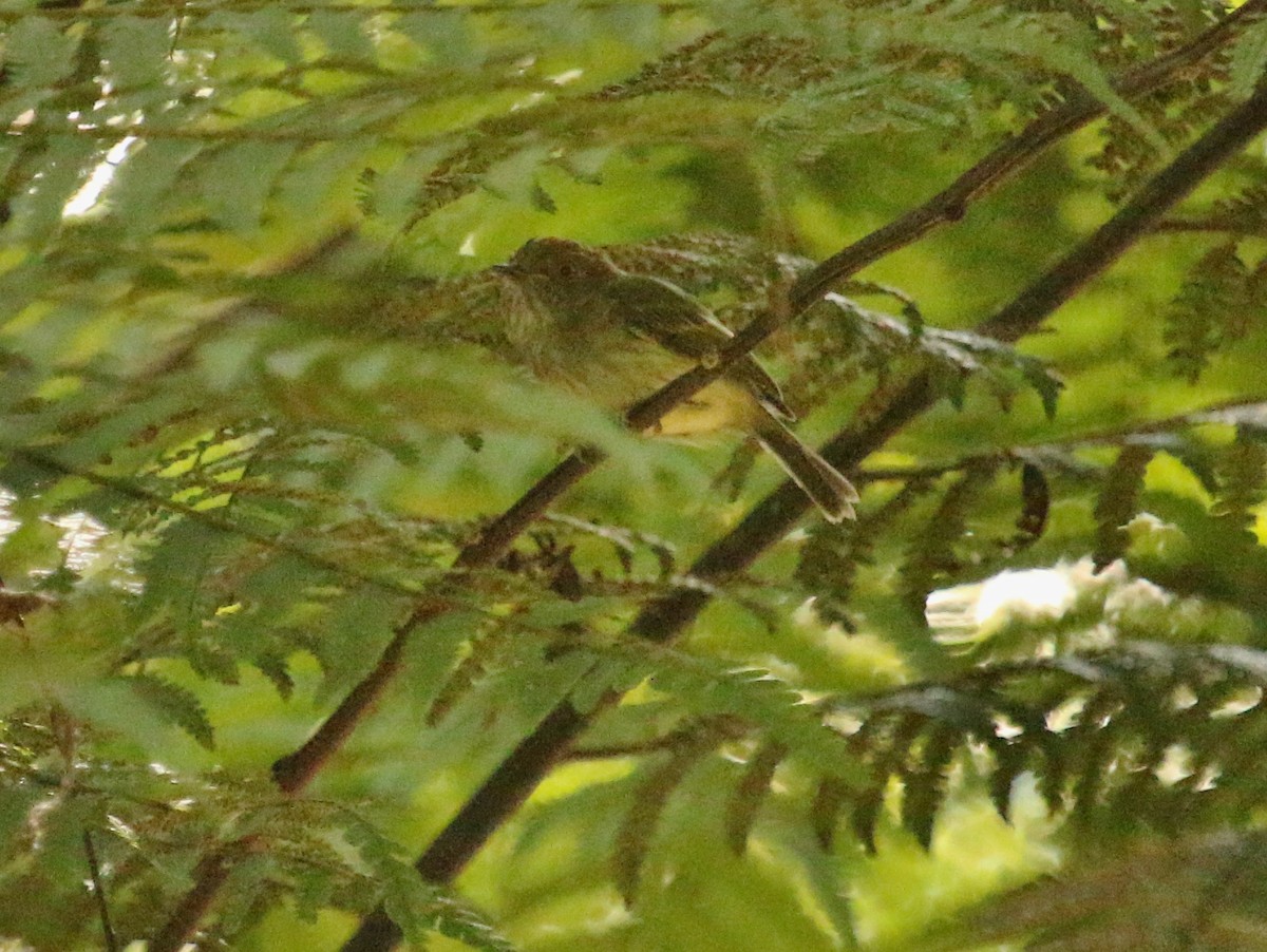 Scale-crested Pygmy-Tyrant - ML139208961
