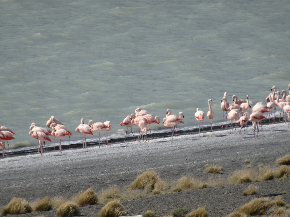 Şili Flamingosu - ML139209161