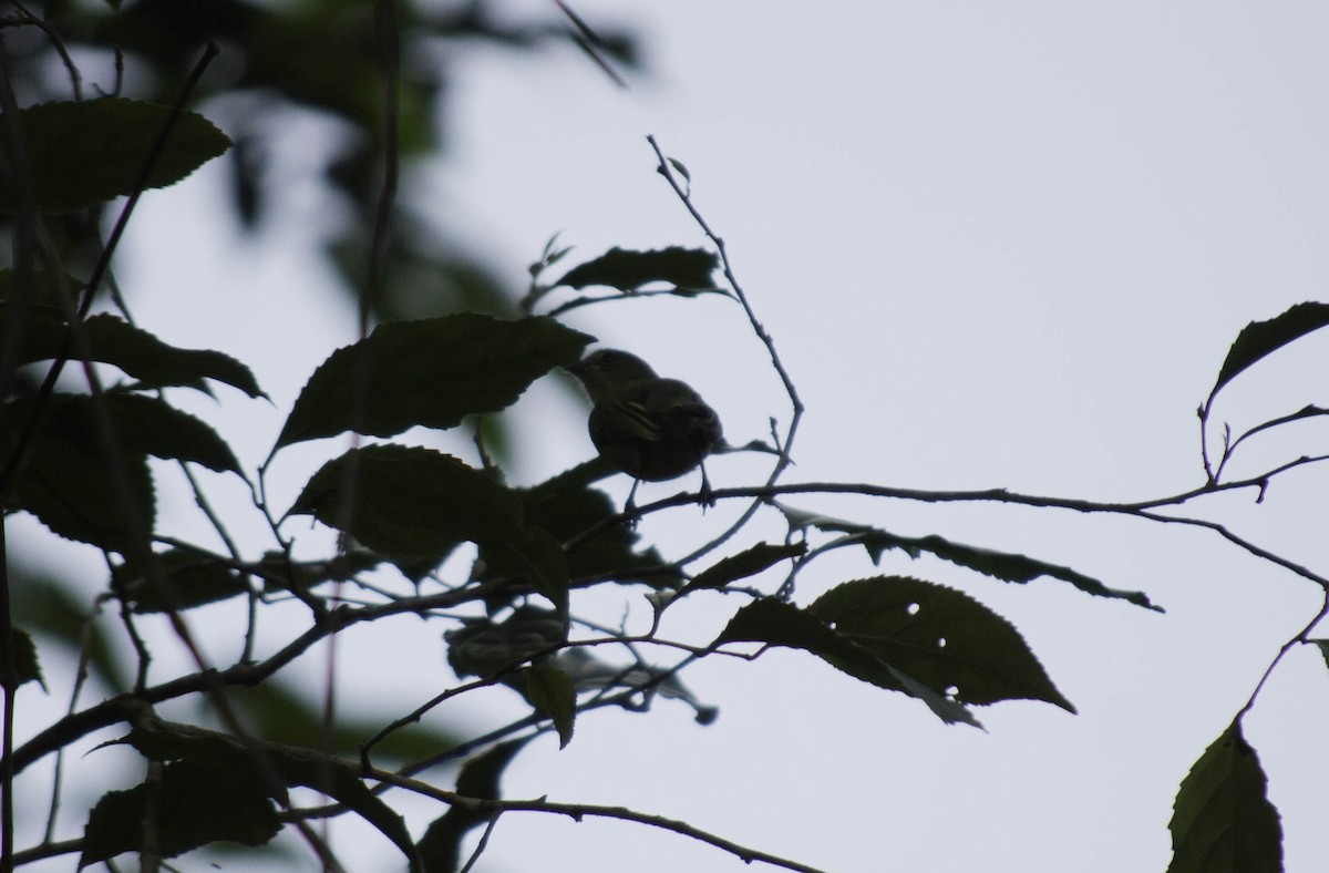 Olive-faced Flatbill - ML139209331