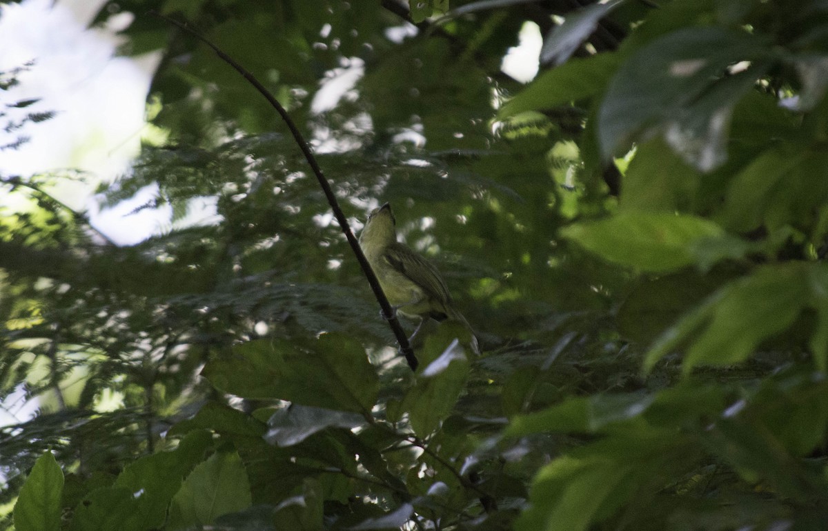 Olive-faced Flatbill - ML139209371