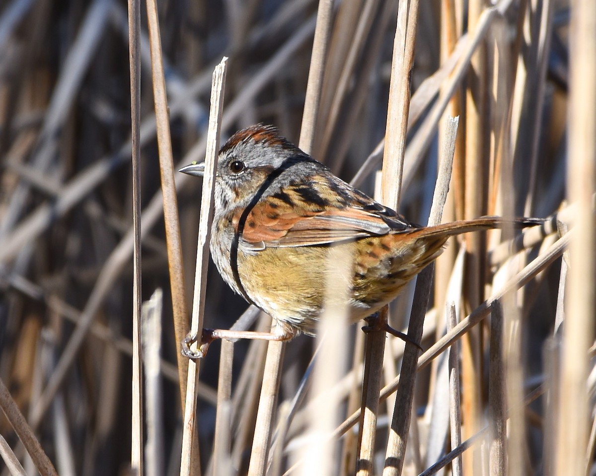 Swamp Sparrow - Greg Hudson