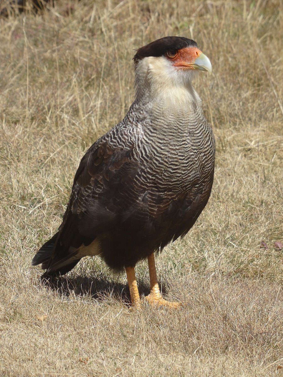 Crested Caracara (Southern) - ML139209721