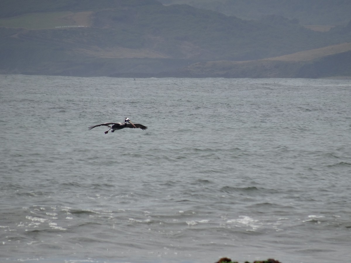 pelikán chilský - ML139211351