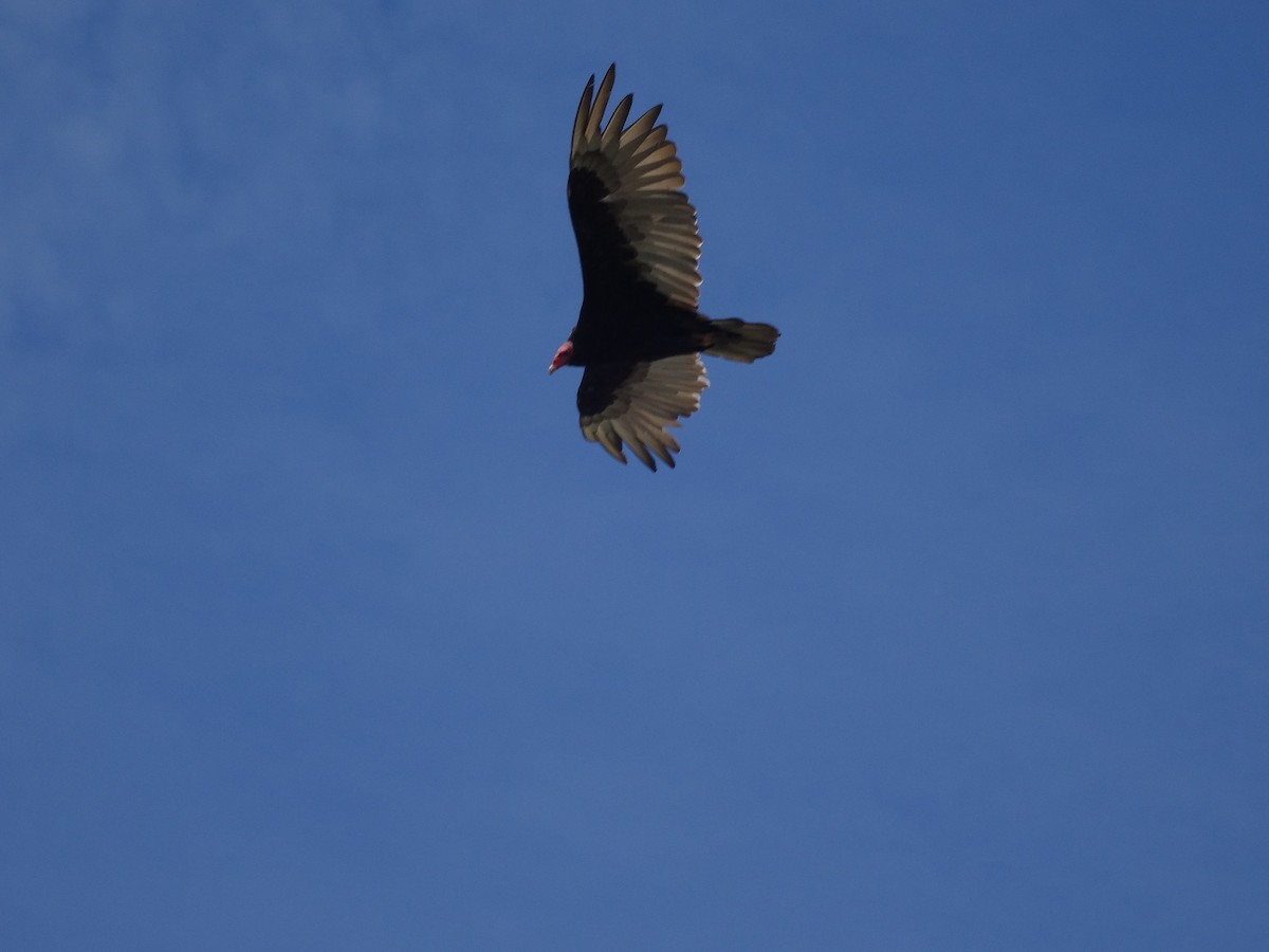 Turkey Vulture - Patrick Deacon