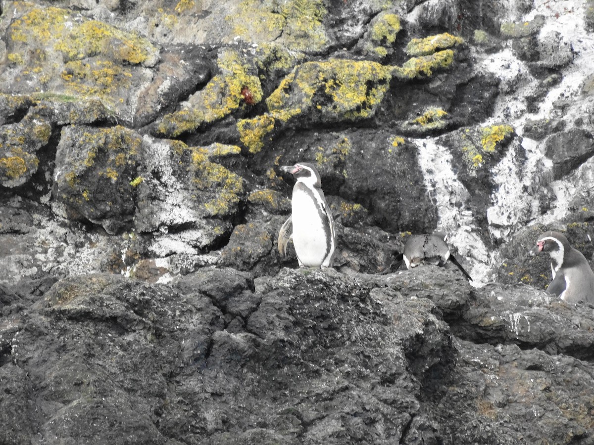 Humboldt Penguin - Patrick Deacon