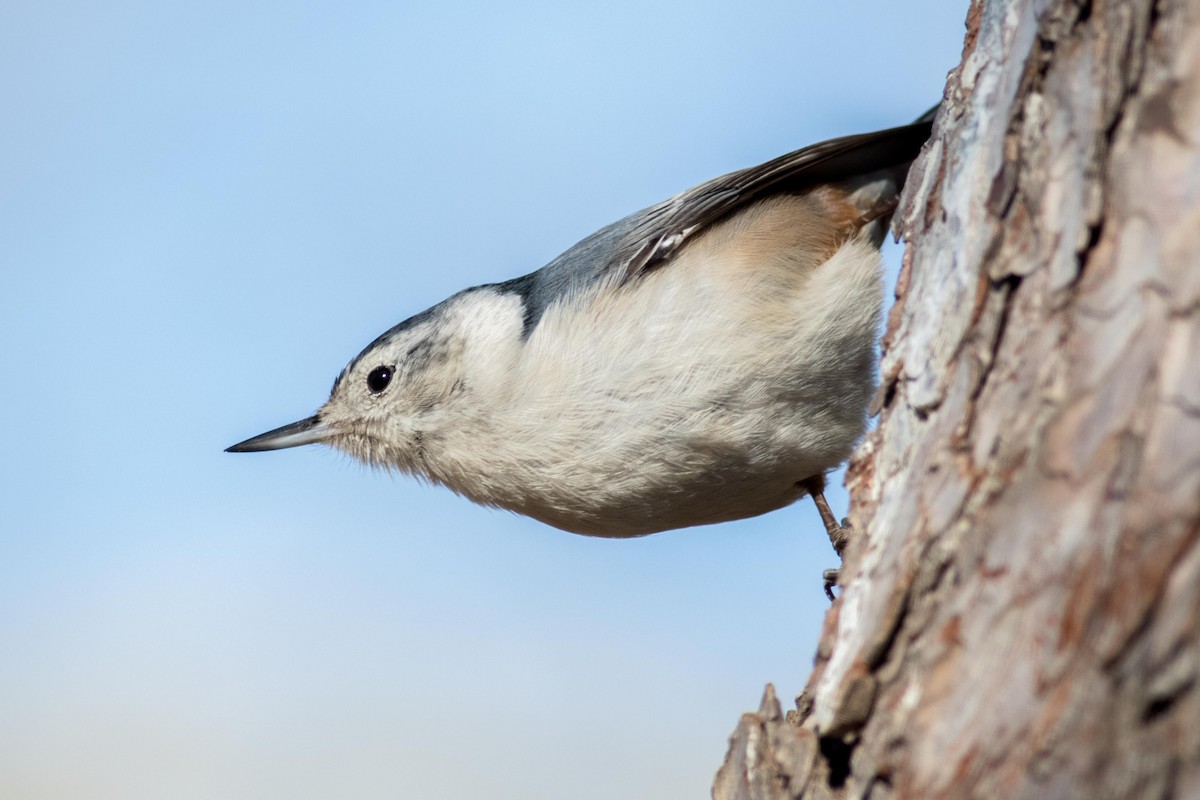 White-breasted Nuthatch - August Davidson-Onsgard