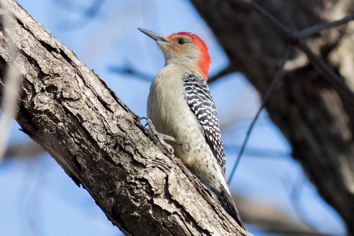 Red-bellied Woodpecker - August Davidson-Onsgard