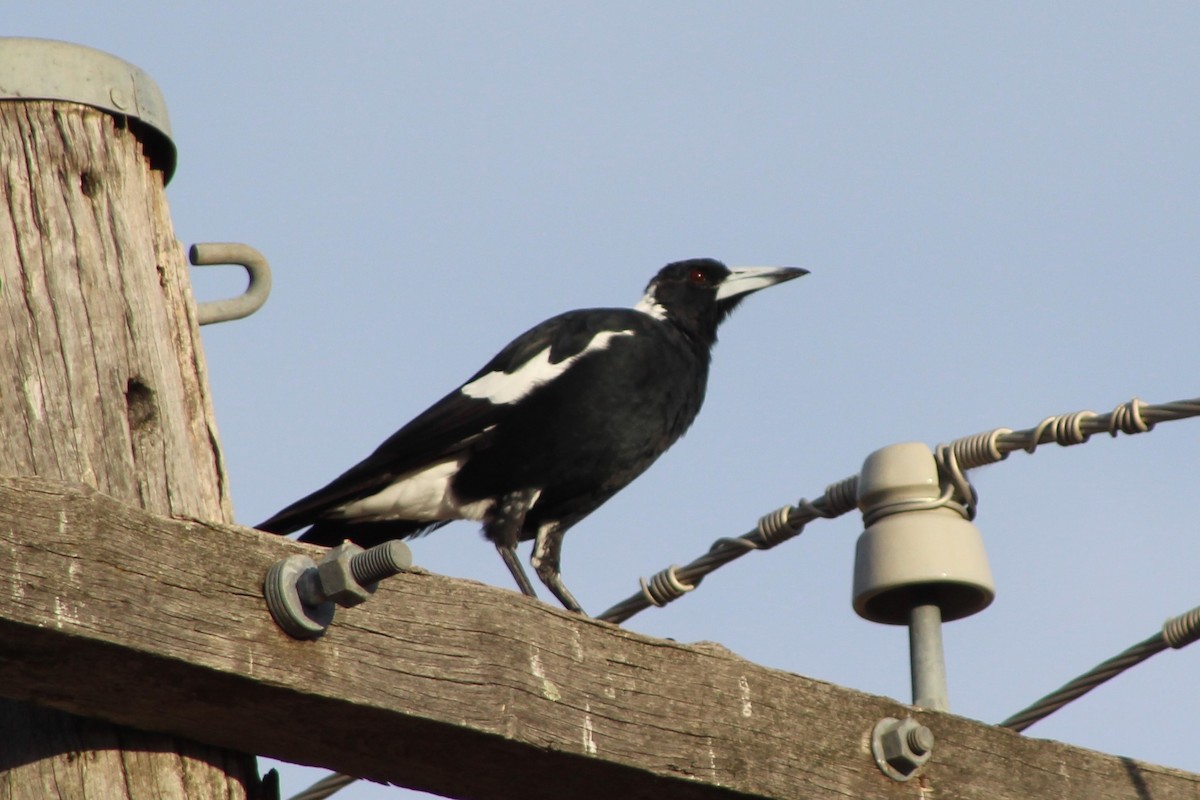 Australian Magpie (Black-backed) - ML139218091