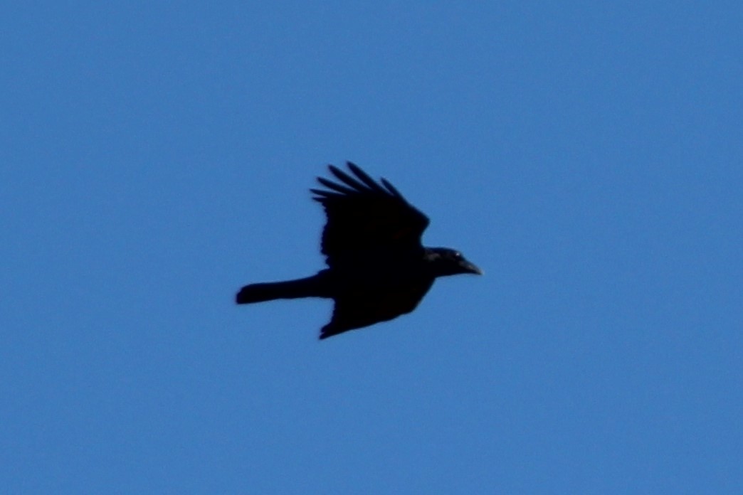Australian Raven - ML139218221