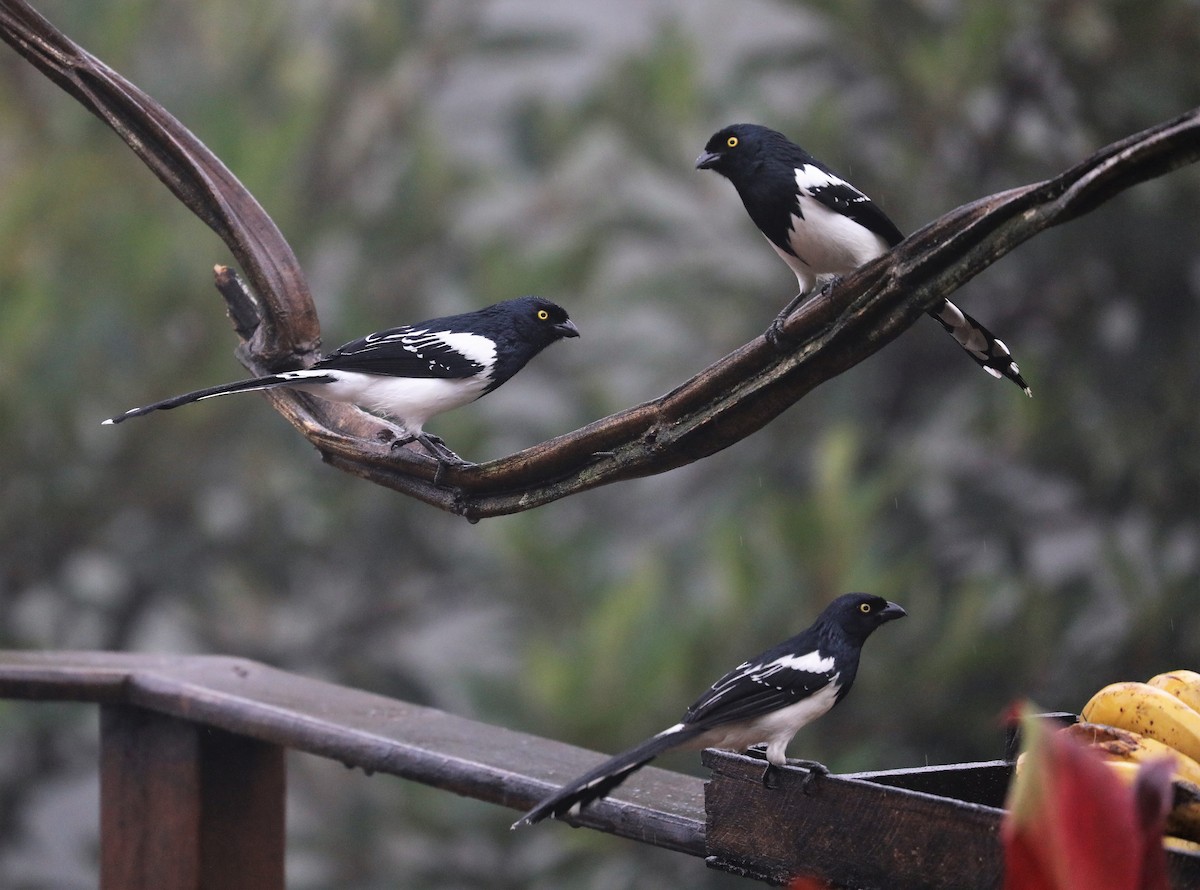 Magpie Tanager - ML139218501