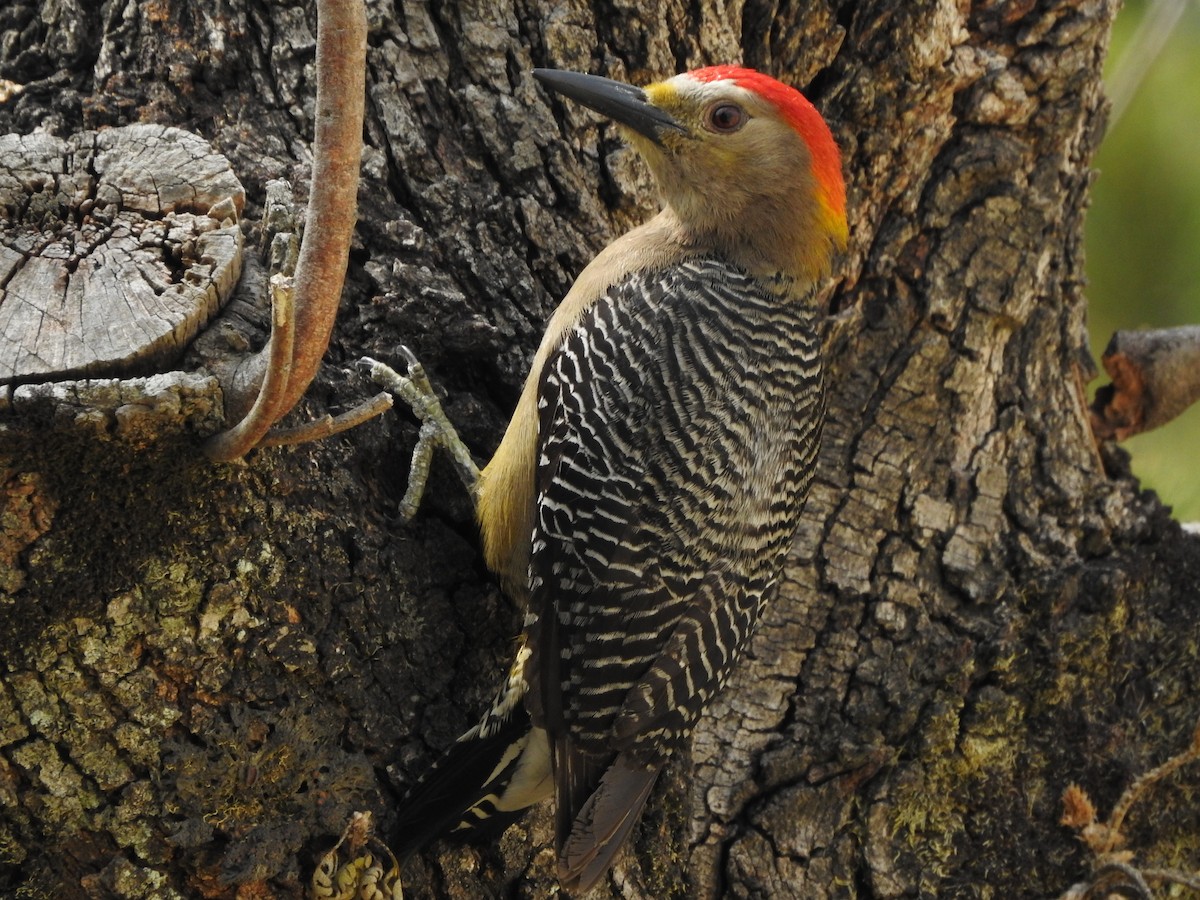 Golden-fronted Woodpecker - Andrea Aguilera