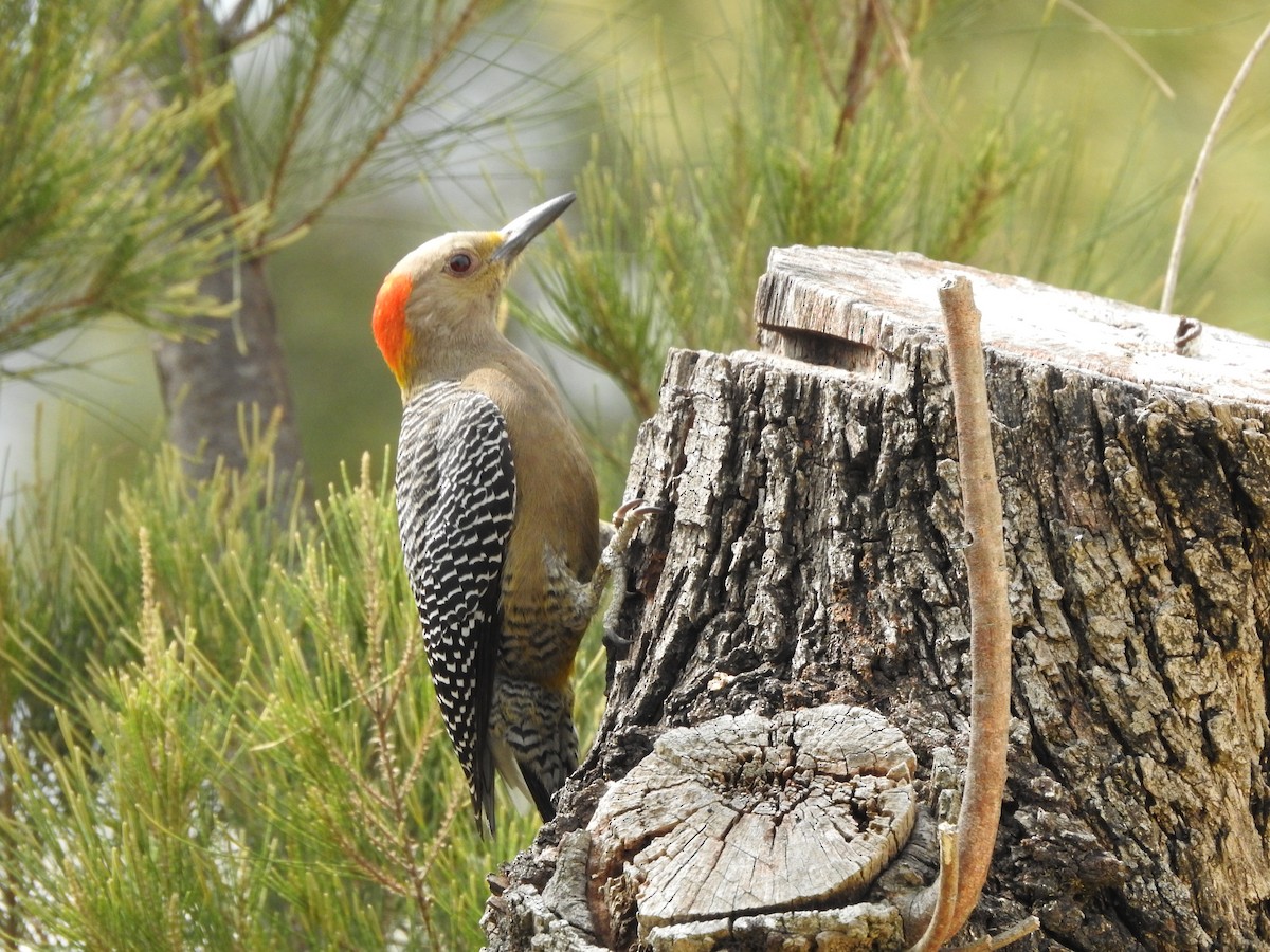Golden-fronted Woodpecker - Andrea Aguilera