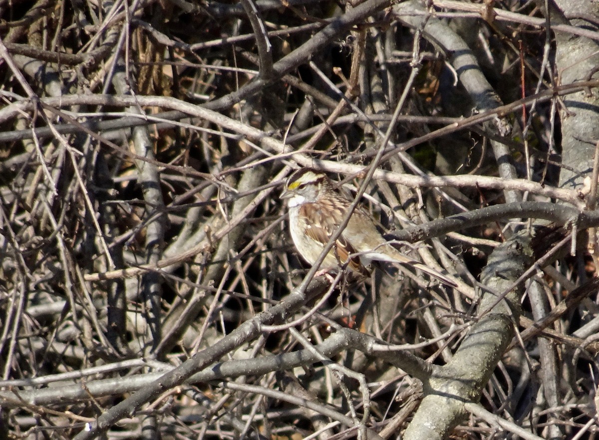 White-throated Sparrow - Susan Iannucci